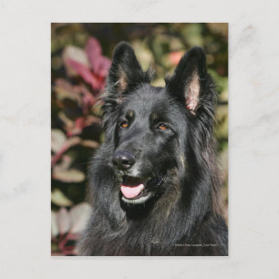 Black Long-partysk Shepherd Vykort