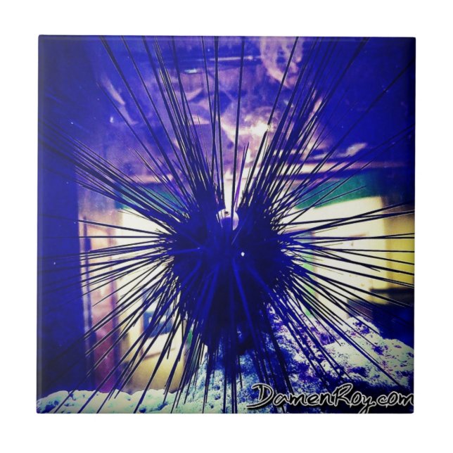 Black Longspine Urchin Kakelplatta (Framsidan)