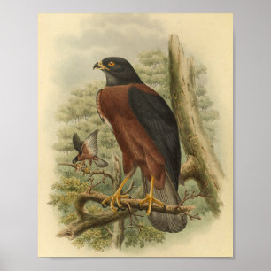 Black Mantled Goshawk Bird Färg Vintage Skriv ut Poster