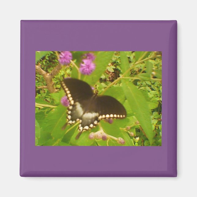 Black Monarch Magnet (Framsidan)