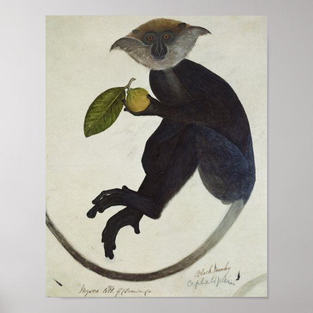 Black Monkey Poster (Framsidan)