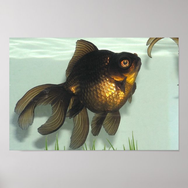 Black-moor Goldfish Portfolio Poster (Framsidan)