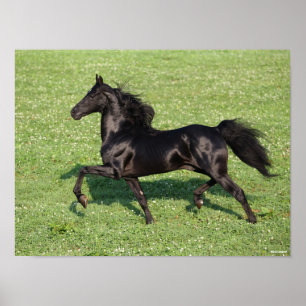 Black Morgan Stallion Mane och Svan Flowing Poster