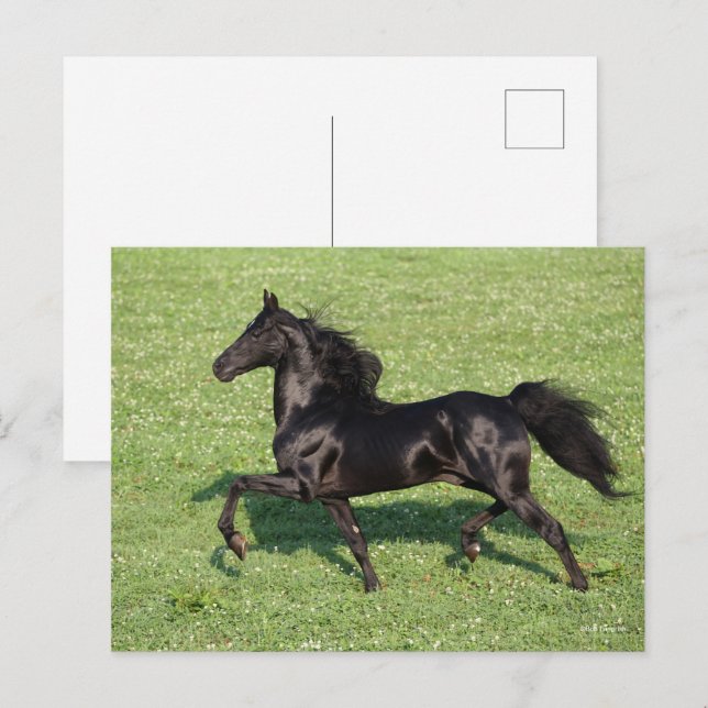 Black Morgan Stallion Mane och Svan Flowing Vykort (Fram/baksida)