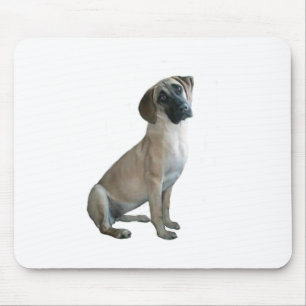 Black Mouth Cur #1 Musmatta