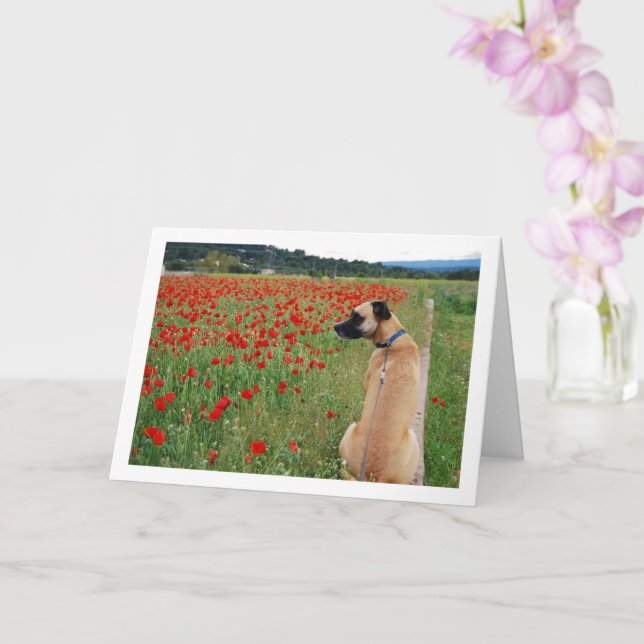 Black Mouth Cur Hund and Poppy Flowers Card Kort (Orkide)