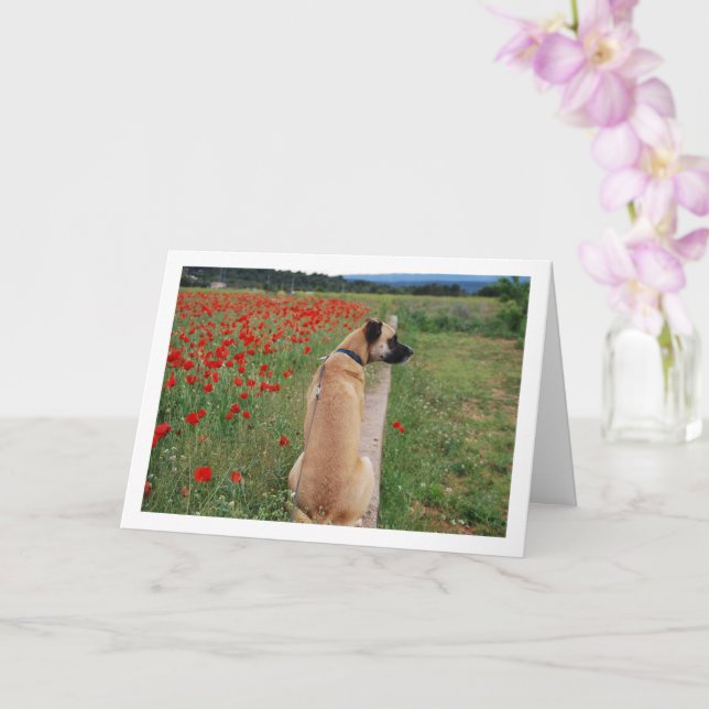 Black Mouth Cur Hund and Poppy Flowers Card Kort (Orkide)