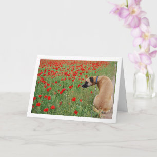 Black Mouth Cur Hund and Poppy Flowers Kort