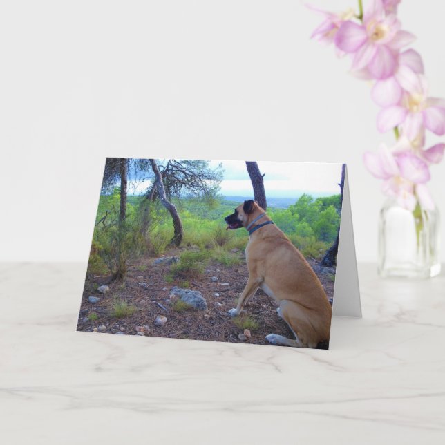 Black Mouth Cur-Hund i Forest Kort (Orkide)