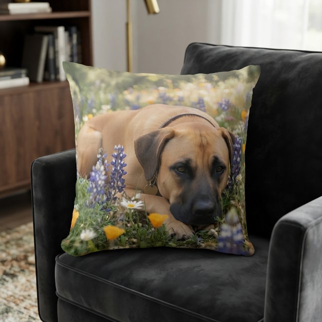 Black Mouth Cur Hund Kudde (Skapare uppladdad)