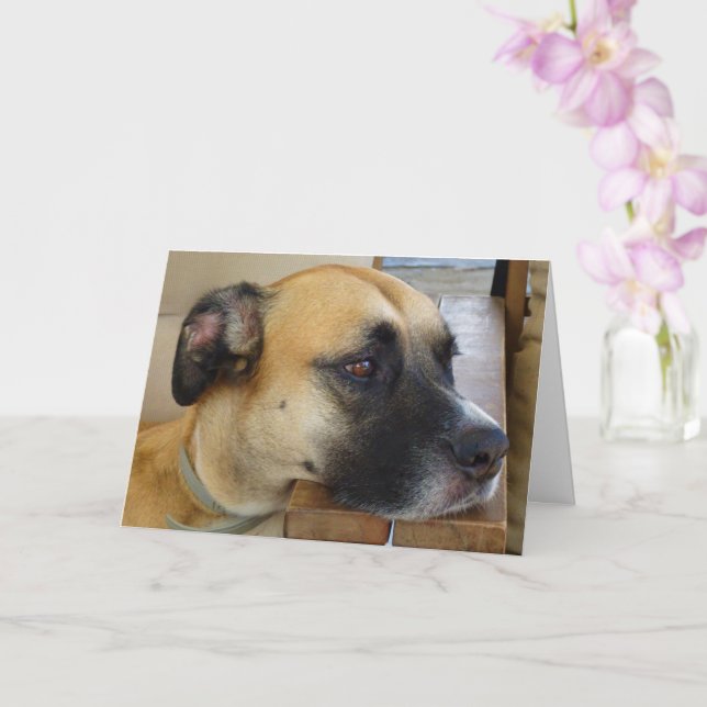 Black Mouth Cur Hund Porträtt Kort (Orkide)