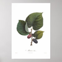 Black Mulberry
