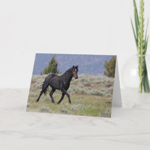 Black Mustang Stallion Folat Greeting Card Kort