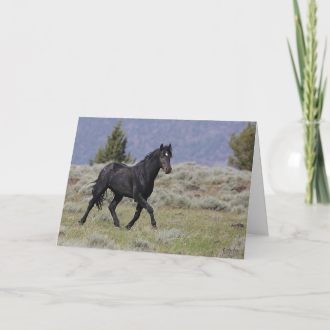 Black Mustang Stallion Folat Greeting Card Kort (Framsida)