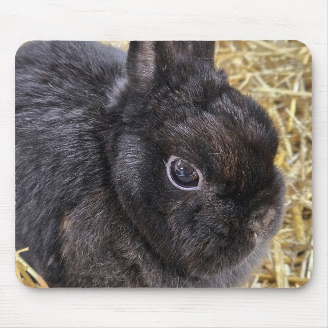 Black Netherlands Dwarf Rabbit Musmatta (Framsidan)