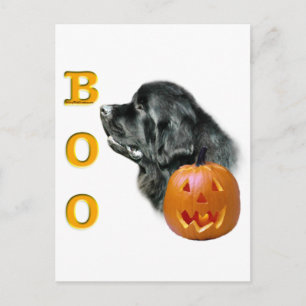 Black Newfoundland Boo Vykort