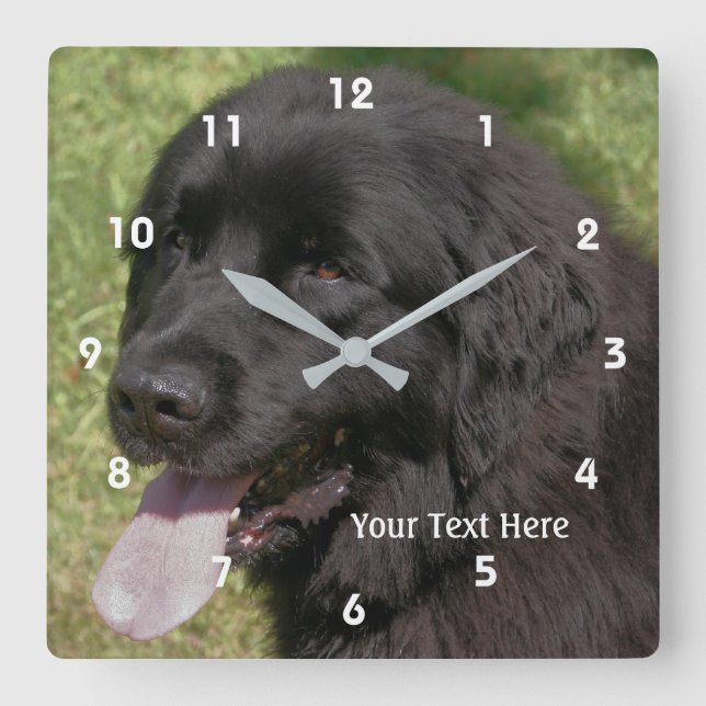 Black Newfoundland Hund Ansikte Fyrkantig Klocka (Framsida)