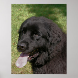 Black Newfoundland Hund Poster