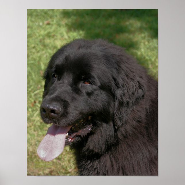 Black Newfoundland Hund Poster (Framsidan)