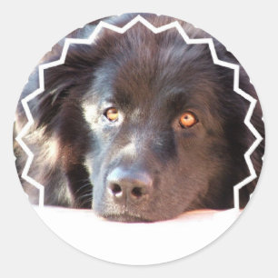 Black Newfoundland Hund Stickers Runt Klistermärke