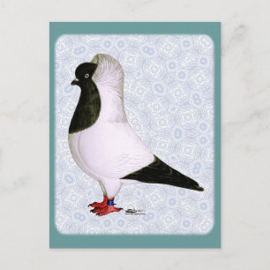 Black Nun Pigeon 1973 Vykort