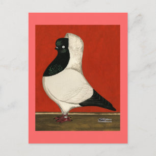 Black Nun Pigeon Vykort