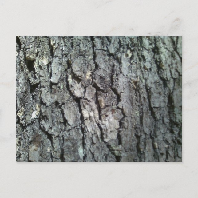 Black Oak Träd Bark Vykort (Framsida)