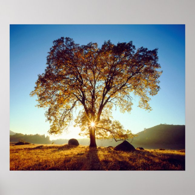 Black Oak Träd | Cleveland National Forest, CA Poster (Framsidan)