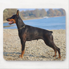 Black och Tan Doberman Pinscher vid kusten Musmatta