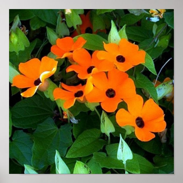 Black Ögon Susan Poster (Framsidan)