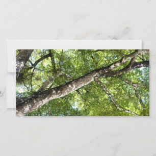 BLack Olive Träd Canopy