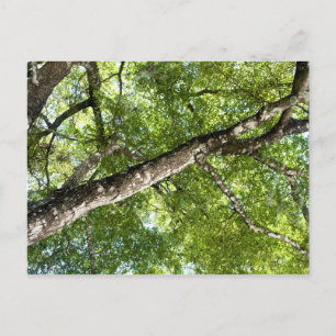 BLack Olive Träd Canopy Vykort