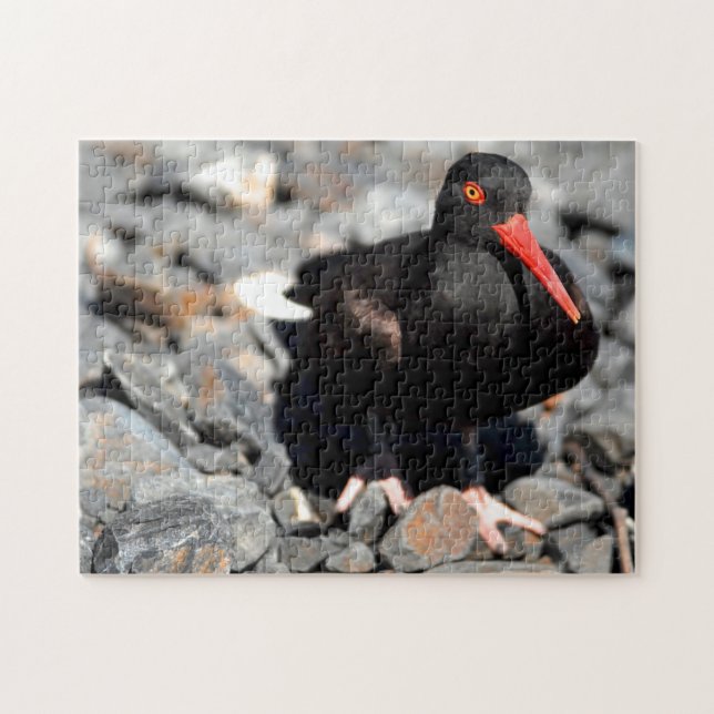 Black Oyster Catcher Alaska. Pussel (Horisontell)