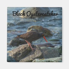 Black Oystercatcher Magnet