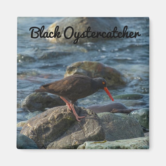 Black Oystercatcher Magnet (Framsidan)