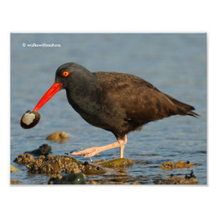 Black Oystercatcher med Clam Fototryck