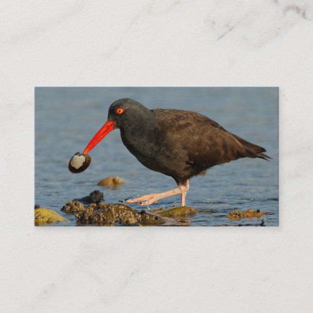 Black Oystercatcher med Clam Visitkort (Framsida)