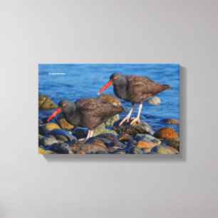 Black Oystercatcher See, Black Oystercatcher Do Canvastryck
