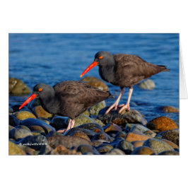 Black Oystercatcher See, Black Oystercatcher Do Hälsningskort
