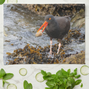 Black Oystercatcher Shorebird Fishat the Beach Kökshandduk
