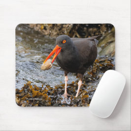 Black Oystercatcher Shorebird Fishat the Beach Musmatta