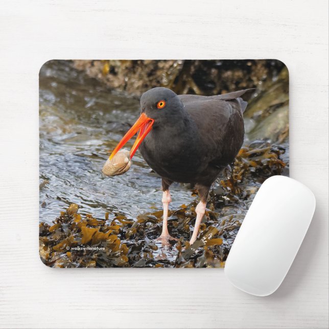 Black Oystercatcher Shorebird Fishat the Beach Musmatta (Med mus)