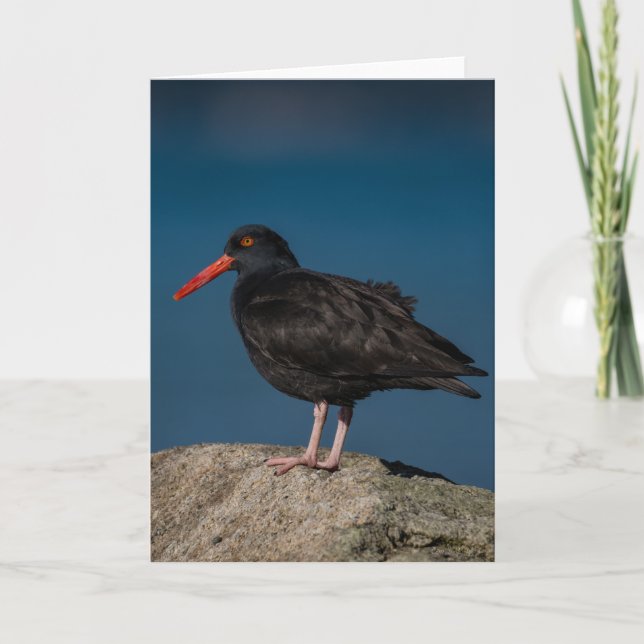Black Oystercatcher - tackkort (Framsida)