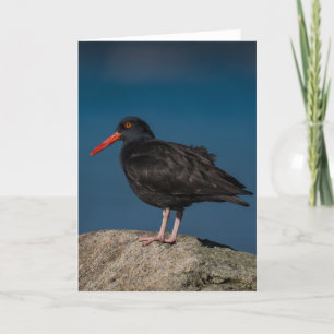 Black Oystercatcher - tackkort