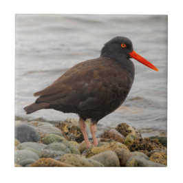 Black Oystercatcher vid Beach Kakelplatta