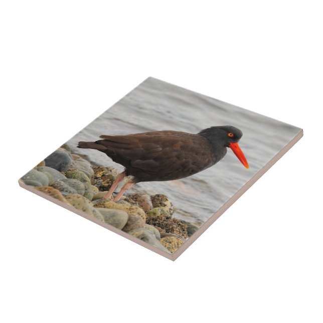 Black Oystercatcher vid Beach Kakelplatta (Sidan)