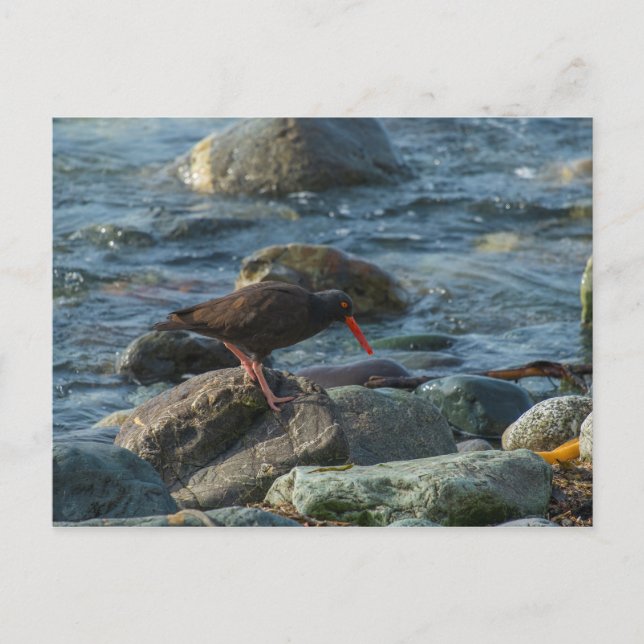 Black Oystercatcher Vykort (Framsida)