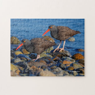 Black Oystercatchers vid Beach Pussel