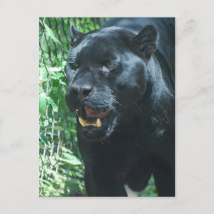 Black Panther Cat-vykort Vykort