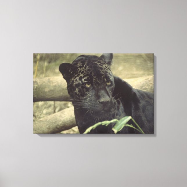 Black Panther Jaguar Canvastryck (Framsida)